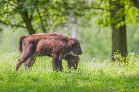 Two European bison calves (Bison bonasus) stand side by side in a forest