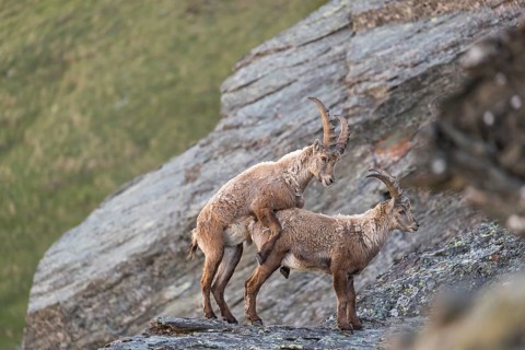 Two young male ibex (Capra ibex)showing dominance behavior. Rocks and grass in the background. 2500