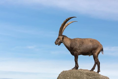 One adult ibex (Capra ibex) standing on a rock like a statue with blue sky behind him on 2500 m sea