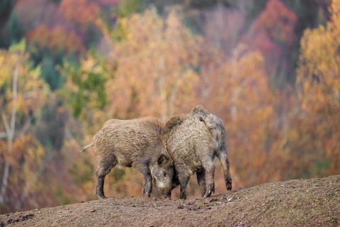 Two wild boar or wild pig (Sus scrofa) fight on an opening