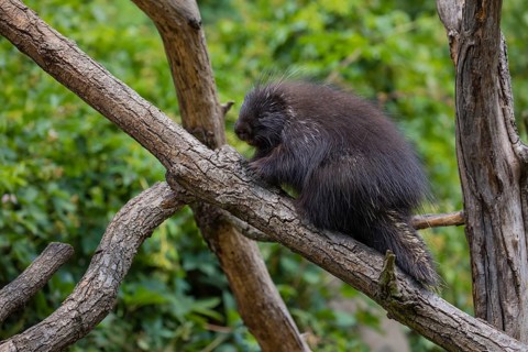 One North American porcupine (Erethizon dorsatum), or Canadian porcupine resting on a branch. A