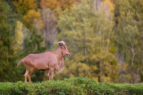 One Barbary sheep (Ammotragus lervia) stands on green hilly ground. A forest is in the background