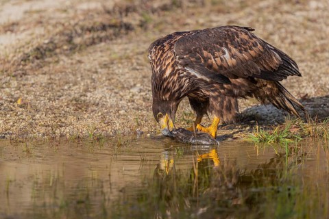 One white-tailed eagle (Haliaeetus albicilla) sitting lakeshore in early light, feeding on a common