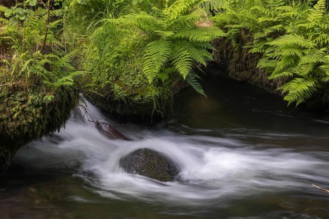Flowing, silky water with ferns and rocks in the Edmunds Gorge, river Kamnitz, Hrensko, Ustecky