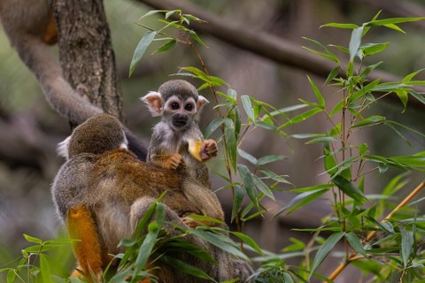 One female Central American squirrel monkey, Saimiri oerstedii, carrying her baby. Green vegetation