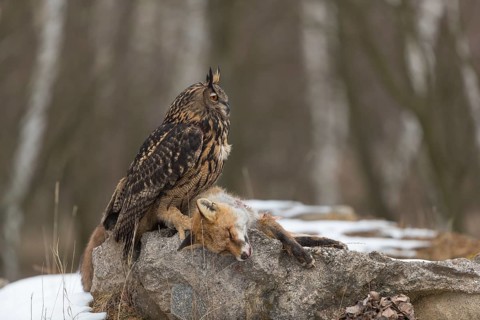 One Eurasian Eagle Owl, Bubo bubo, perched on a carcass of a red fox lying on a rock. A forest in