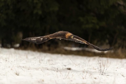 One golden eagle (Aquila chrysaetos) flying over a snowy meadow. A forest in the background.