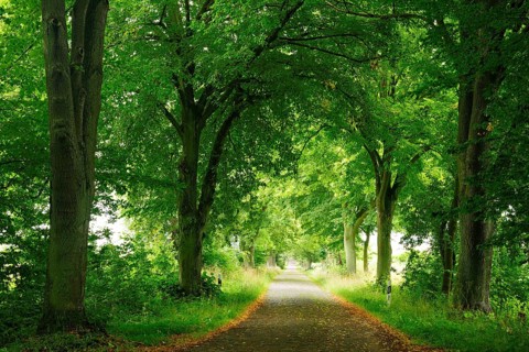 Linden avenue with cobblestones, Mecklenburg-Western Pomerania, Germany, Europe
