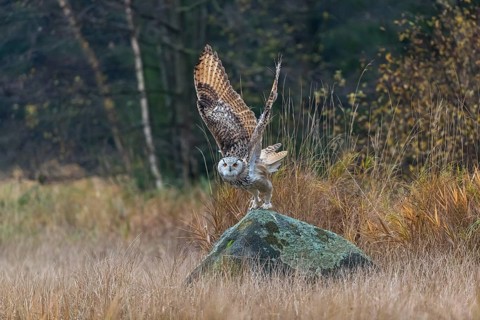 One Siberian Eagle Owl (Bubo bubo sibiricus) living off of a rock between tall reed grass lakeshore