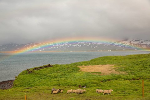 Sheep under a rainbow. Rainbow over the sea at Hopsvatn, N Iceland