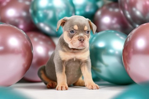 Young healthy lilac orange tan French Bulldog dog puppy with colorful balloons in background