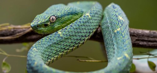 Bothriechis lateralis (Bothriechis lateralis), sitting on a branch, Heredia province, Costa Rica,