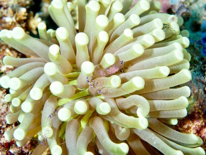 A pale green anemone mushroom coral (Heliofungia actiniformis) on the seabed in an underwater