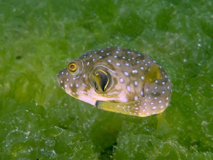 A spherical fish, white spotted pufferfish (Arothron hispidus) juvenile, swimming in a green algae