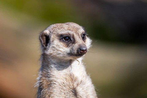Meerkat (Suricata suricatta) standing sweet and curious in the desert, captive, occurrence Africa