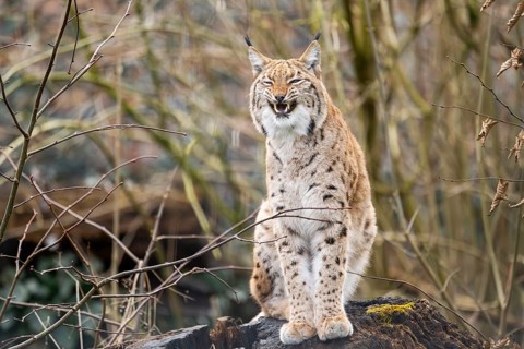 Eurasian lynx (Lynx lynx), in a forest, captive, Bavaria, Germany, Europe