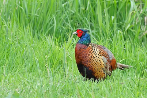 Pheasant, hunting pheasant (Phasianus colchicus), adult male bird in a meadow, wildlife, Lembruch,