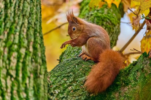 Eurasian squirrel (Sciurus vulgaris), sitting on a tree in an autumnal setting with colourful