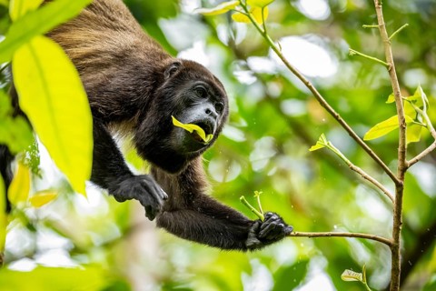 Howler monkey (Alouatta palliata) eating leaves in a tree, Cahuita National Park, Costa Rica,