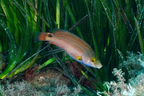 A colourful fish, Mediterranean wrasse (Symphodus mediterraneus), swimming through green seagrass,