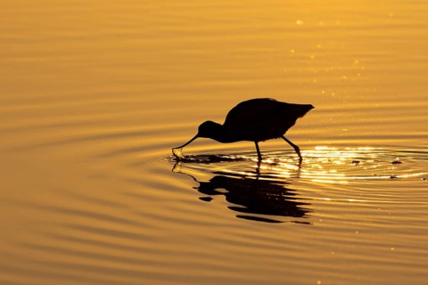 Pied avocet (Recurvirostra avosetta) adult bird silhouette feeding in a shallow lagoon at sunset,