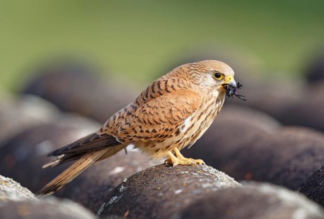 Female lesser kestrel (Falco naumanni) with captured cricket, ERxtremadura Spain