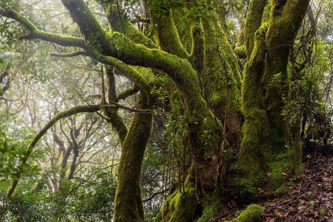 Mossy laurel tree in the cloud forest. Garajonay National Park, La Gomera, Canary Islands, Spain,