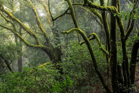 Trees with mosses and lichens. Light mist and sun. Garajonay National Park, La Gomera, Canary