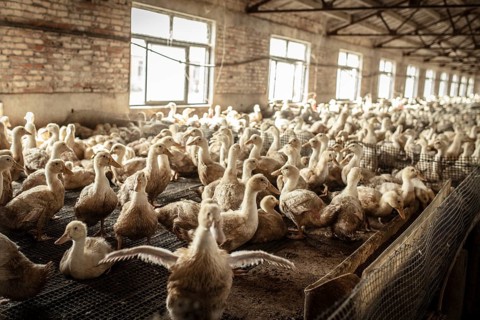 Ducks in rearing station, Jiang Su Salted Duck Farming Co. Ltd, Xiang Shui County, China, Asia