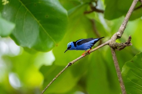 Turquoise Sunbird (Cyanerpes cyaneus), bird sitting on a branch, Corcovado National Park, Osa,