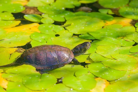 A European pond turtle (Emys orbicularis), makes its way through the leaves of Water Lilly covererd