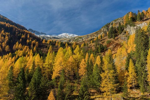 Fall foliage seen from the Malta Hochalm road. Carithia, Austria, Europe