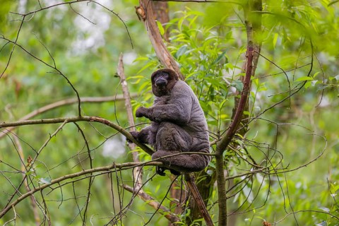 A common woolly monkey, brown woolly monkey, or Humboldt's woolly monkey (Lagothrix lagothricha)