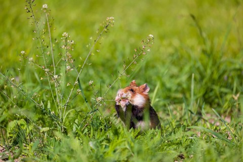 A European hamster (Cricetus cricetus), Eurasian hamster, black-bellied hamster or common hamster,