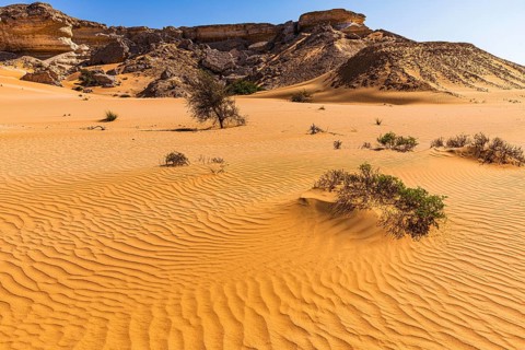 Striking rocks surrounded by windswept sand structures, sparse vegetation, Huqf stone desert,