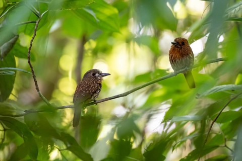 White-tailed Puffbird (Malacoptila panamensis), two birds sitting on a branch in the dense
