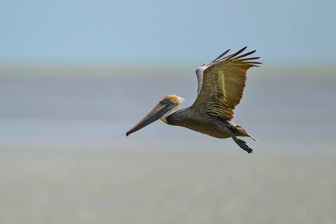 Brown Pelican, (Pelecanus occidentalis), Brown Pelican, flying over the sea, its wings spread in