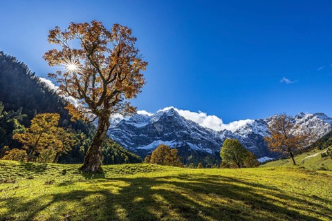 Maple tree in front of snow-covered mountains, sunbeams, backlight, autumn colours, sunny, Engalm,