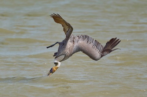 Brown Pelican, (Pelecanus occidentalis), Brown Pelican, fishing in the sea in a dynamic hunting
