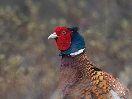 Pheasant (Phasianus colchicus) portrait of adult male or cock bird, island of Texel, Holland