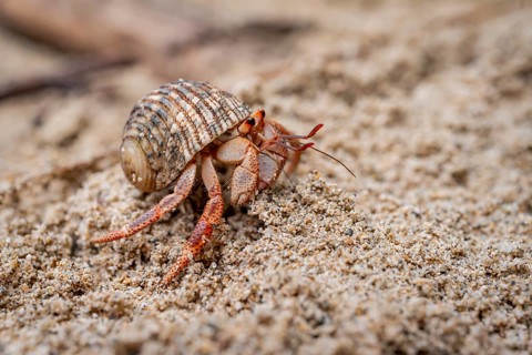 Caribbean hermit crab (Coenobita clypeatus), in the sand on the beach, Parque Nacional Cahuita,