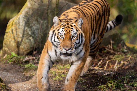 Siberian tiger (Panthera tigris tigris) attacking aggressively in a forest, captive, incidence in