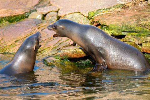 California sea lion (Zalophus californianus), at the shore of the sea, captive, Germany, Europe