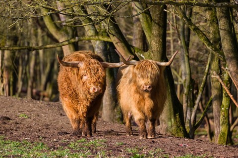 One Highland bull and a cow (Bos (primigenius) taurus) stand at a forest edge
