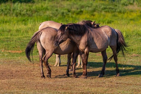 A herd of tarpans (Equus ferus) stands in a clearing in the Masuria tarpan horse reserve, belonging
