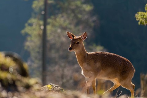 One female Manchurian sika deer or Dybowski's sika deer (Cervus nippon mantchuricus or Cervus