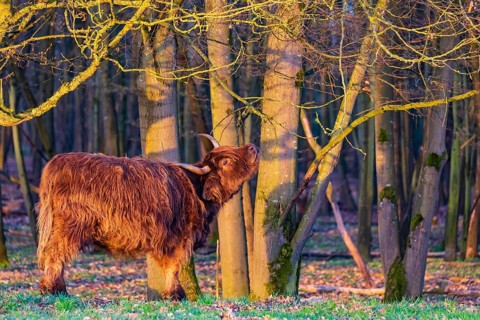One Highland cow (Bos (primigenius) taurus) stands at a forest edge, scratching herself