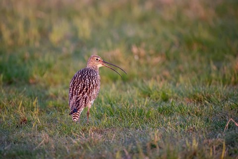 Eurasian curlew (Numenius arquata), calling, Ochsenmoor, Dümmer, Lemförde, Lower Saxony, Germany,