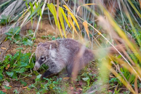 A white-nosed coati (nasua narica) looks for food in the undergrowth of a forest