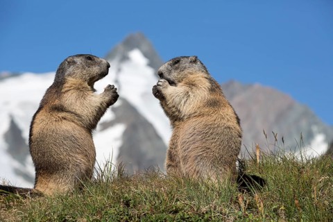 The sermon of the mountains! Two adult Alpine Marmot, Marmota marmota, sitting in front of the